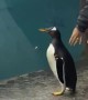 Penguin Goes Back to the Pool