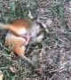 Chipmunks Playing in the Yard