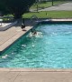 Geese Pool Party