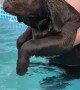 Dog Pretends to Swim