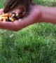 Hand Feeding a Chipmunk That Passes Out and Then Comes Back for a Kiss