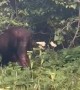 Bull Moose Calmly Passes in Front of Hiker
