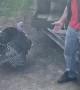 Turkey Gives Guy a High Five