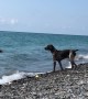 Focused Dog Has a Mission to Keep a Clean Beach