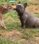 Fawn and Frenchie Exchange Friendly Smooches