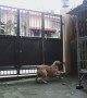 Agile Dog Scales up Wall to Climb Over Gate