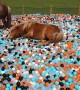 Surprising Miniature Ponies with a Ball Pool