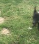 Ecstatic Dog Shows Her Backyard Zoomies