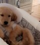 Golden Retriever Pup Plays the Role of Baby