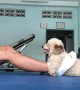 Doggy Helps With Daily Exercise