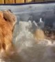 Chow Chows Chill in a Bubble Bath