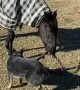 Puppy Plays Tug of War With Horse