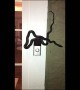 4ft Rat Snake On My Doorbell Relocated