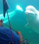 Beluga Mesmerized by Violin