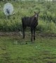 Moose Splashes Off in Sprinkler