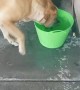 Pooch Has Peculiar Water Habit