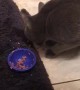 Kitty Prefers Using Paw Over Food Dish