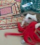 Kitten Meets New Toy