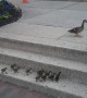 Ducklings adorably follow mom up steps - watch for the last one!