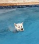 Dog can\'t wait to pull off Olympic-caliber pool dive
