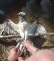 Rescuing an Entangled Hawk From Fishing Line