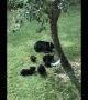 Bear and Cubs Fill Up on Fallen Apples