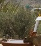 Wild Squirrel and Bunny Sharing Water