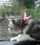 Cat has epic battle with persistent windshield wiper