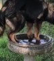 German Shepherd mistakes bird bath for personal pool