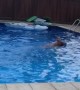 Doggo Conquers Fear of Pool to Save Human
