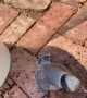 Baby Bluejay has a Lot to Say