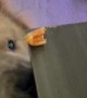 Puppy Dog Struggles to Snatch Pizza Roll From Table