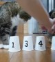Super smart cats play (and win) the shuffle game