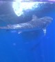 Hungry Tiger Sharks Circle a Whale-Sized Meal