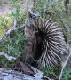 Echidna Close Encounter