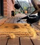 Magpie Destroys Doormat