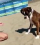 Sneaky Human Hides Ball Under Sand