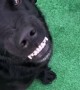 Happy Dog Shows Her Smile