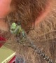 Dragonfly Munches on Meal in Man's Mustache