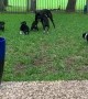 Boxer Puppies Play with Dad
