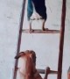 Dogs on a Ladder