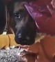 German Shepherd Romps Around in Goofy Dinosaur Costume