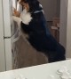 Clever Australian Shepherd Gets Ice from the Fridge