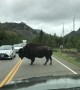 Bison takes over traffic control at Yellowstone National Park