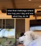 tried that challenge when you hug your dog and see what they do