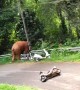 Wild Elephant Runs Over a Moped