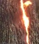 Tree catches on fire after getting struck by lightning