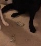 Dog Gives up Playmate for Destroying Carpet
