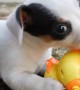 Funny puppies face off against robotic pets