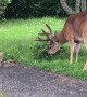 Deer and Rabbit Frolic Together in the Garden